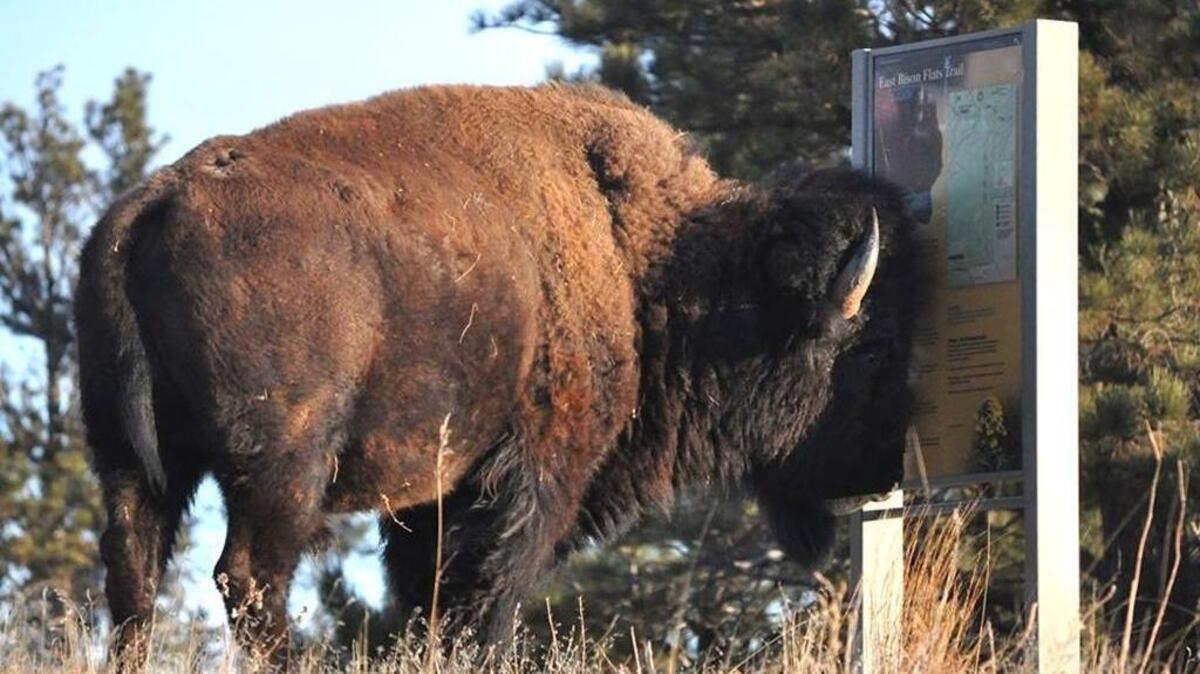A bison checking out a park information sign at Wind Cave National Park. Photo by National Park Service.