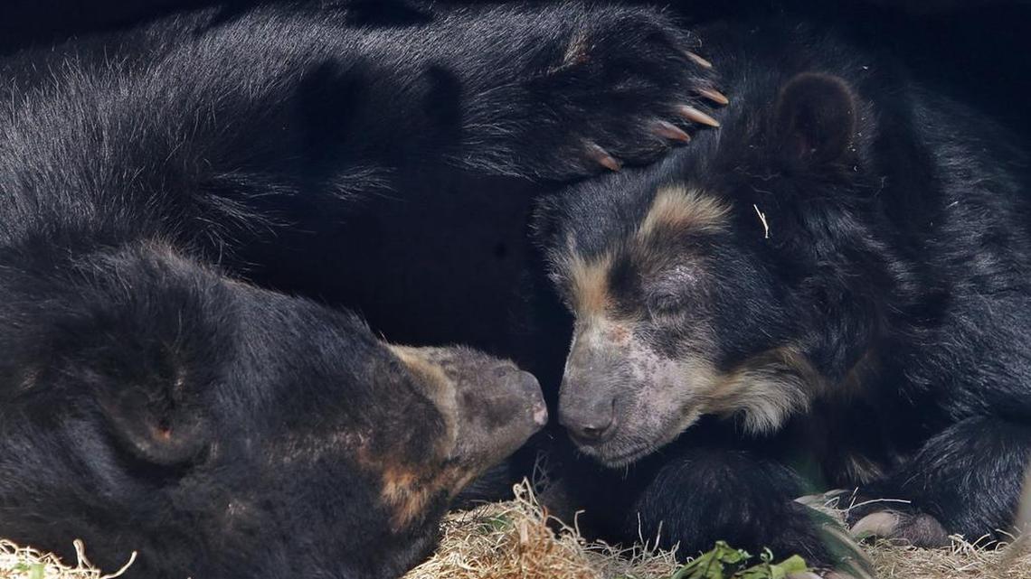 A female Andean bear named Maria, right, recently got the treatment she needs to help with her allergies because of the research being done on old frozen samples.