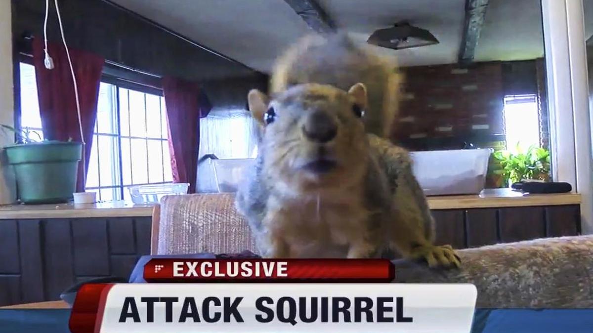 Joey the squirrel chased off a burglar who broke into a home in Meridian, Idaho, police say. The Meridian Police Department said a juvenile entered the home last week and later told police that the squirrel attacked him when he tried to break into a gun safe.