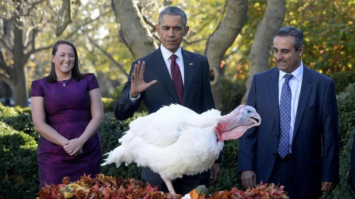 President Barack Obama pardons Abe and Honest, not shown, both 18-week old, 40-pound turkeys, as National Turkey Federation Chairman Jihad Douglas and others watch at a ceremony at the White House on Wednesday, Nov. 25 2015, in Washington, D.C.