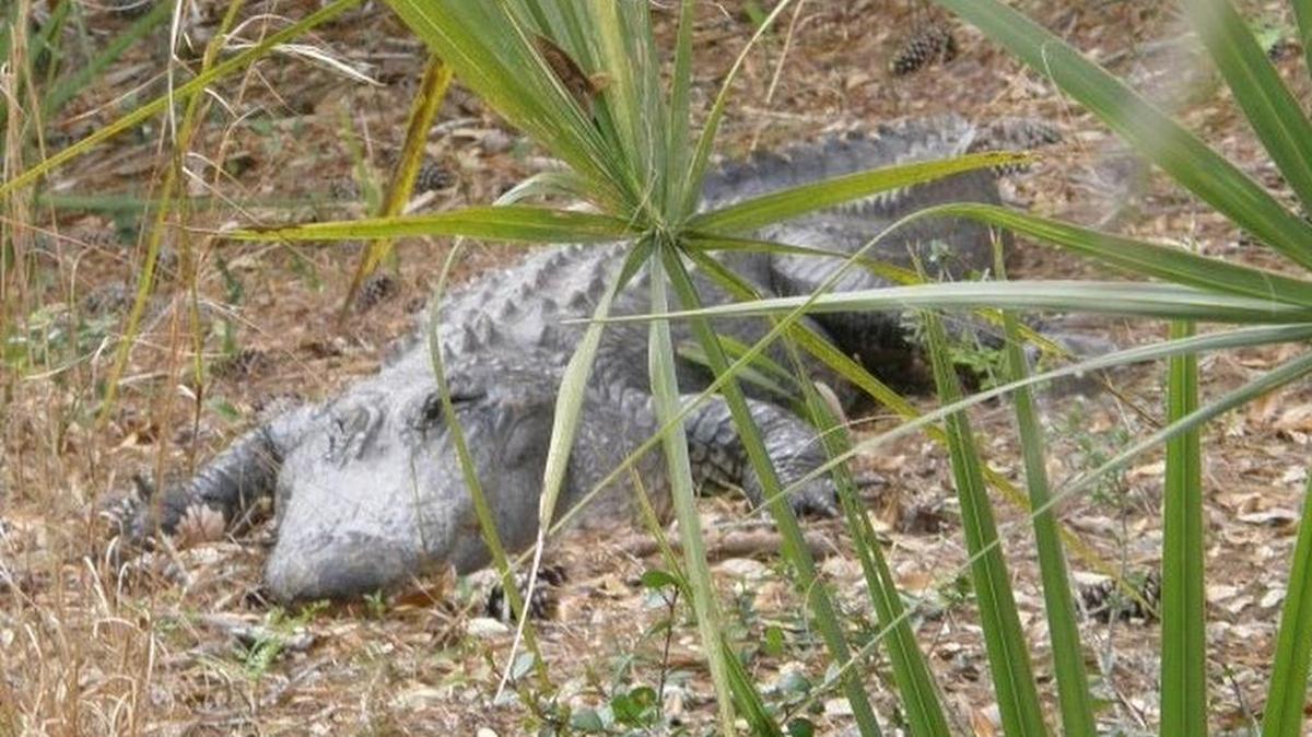Alligators at Kiawah Island contained some of the highest levels of a potentially toxic contaminant found anywhere, recent research shows. This alligator was sunning itself by a golf course water hole at Kiawah Island.