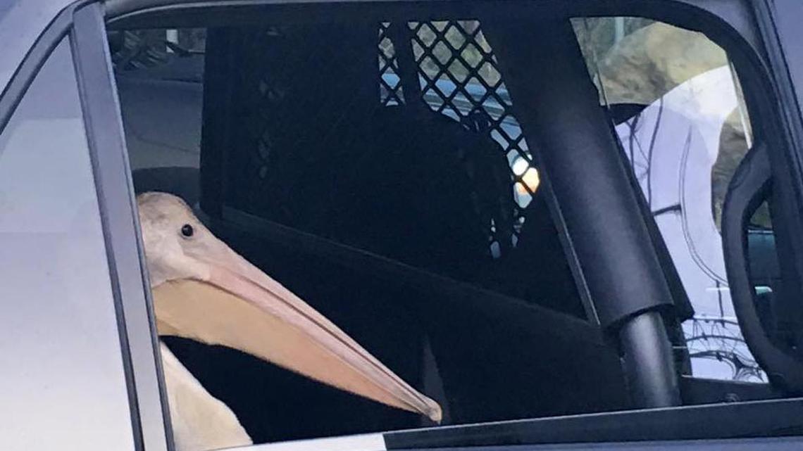The pelican, which was not injured, was eventually taken to the Truckee Police Department animal shelter before being picked up by a wildlife rescue team.