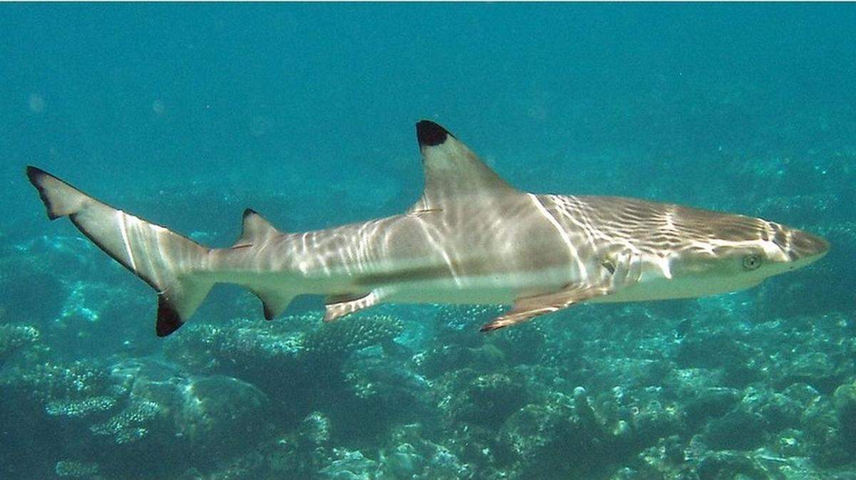 Not what you want to see when you’re swimming laps, a blacktip reef shark.