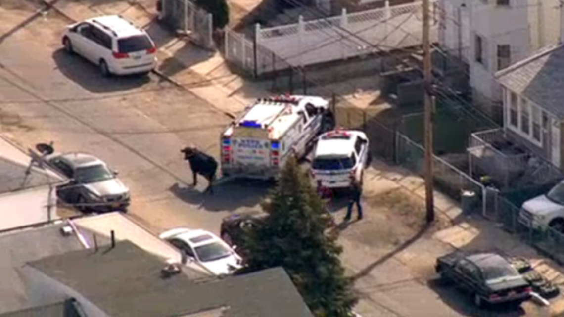 New York City bull escapes slaughterhouse before being captured by police