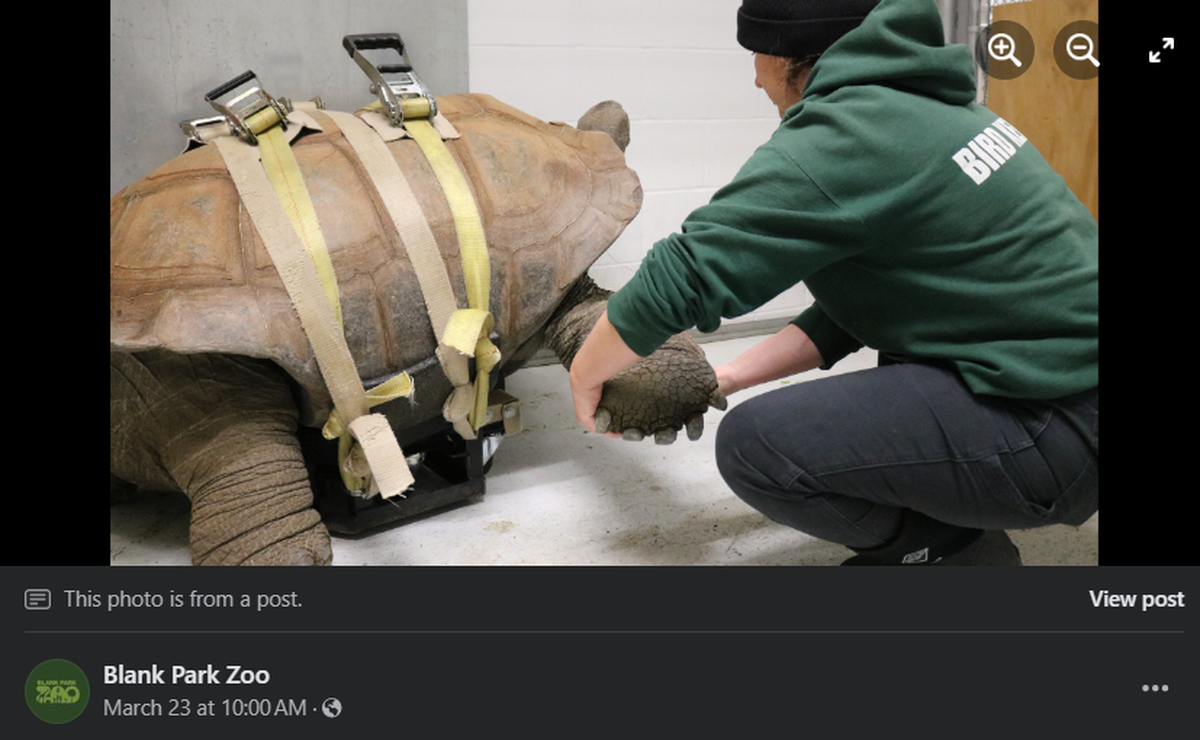 Barnaby the Aldabra tortoise.