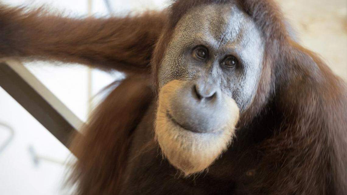 Researchers from Britain, Germany and the United States provided evidence that orangutans are able to learn sounds from humans, then reproduce them at will.