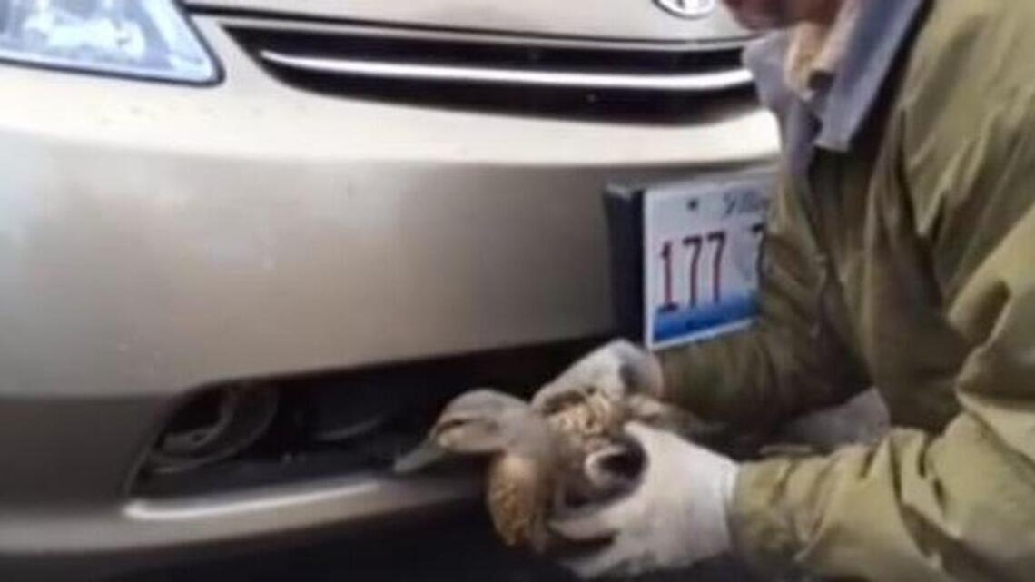 Duck trapped in Prius flies free