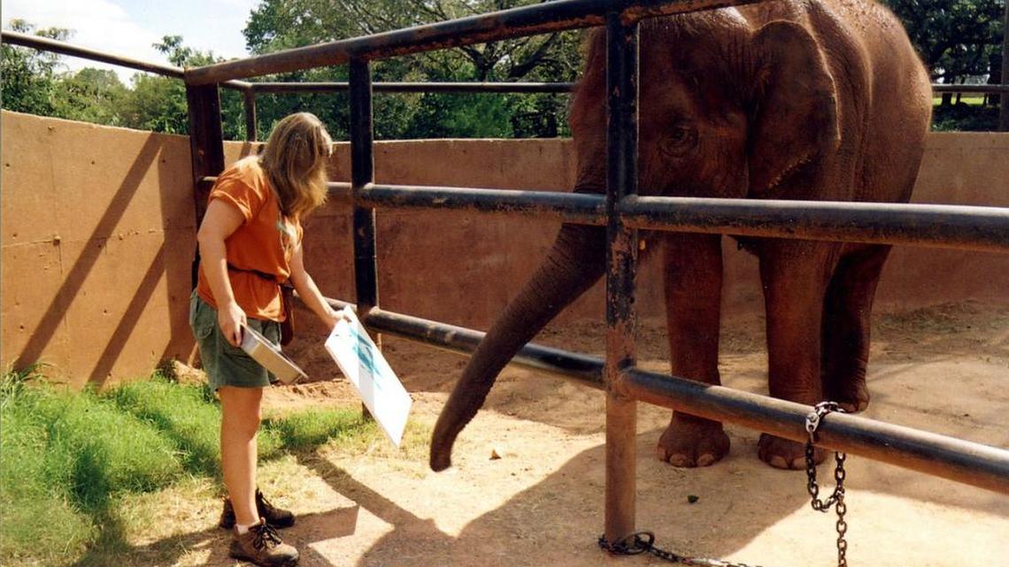Chandra the elephant painted with her keeper at the Oklahoma City Zoo in 2007.