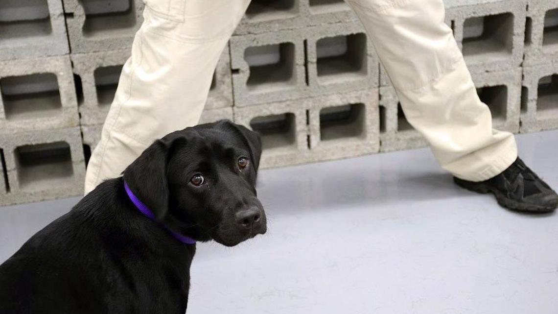 After going through rigorous tests and training, Lulu was dropped from the CIA’s K9 explosive detection program because she lacked passion for the job, the CIA said Wednesday.