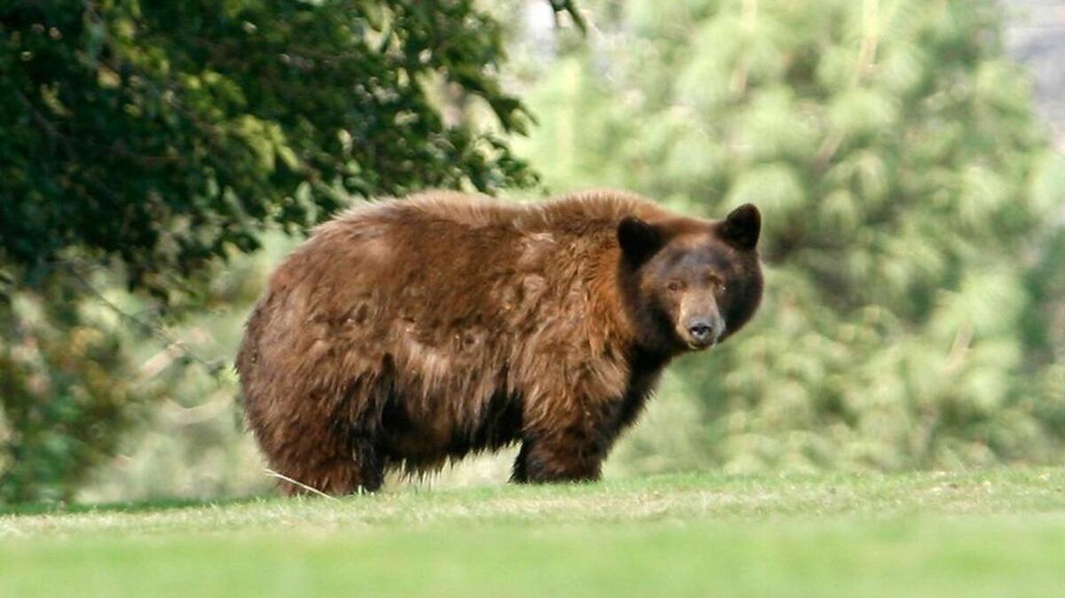State wildlife officials say a woman participating in a marathon race in the Valles Caldera National Preserve was attacked by a black bear after surprising it with a cub.