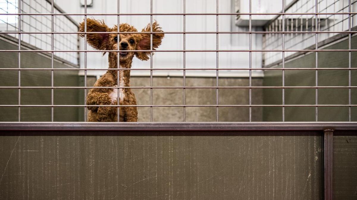 A poodle jumps in its enclosure at the Sugarfork Kennels in Goodman, Mo.