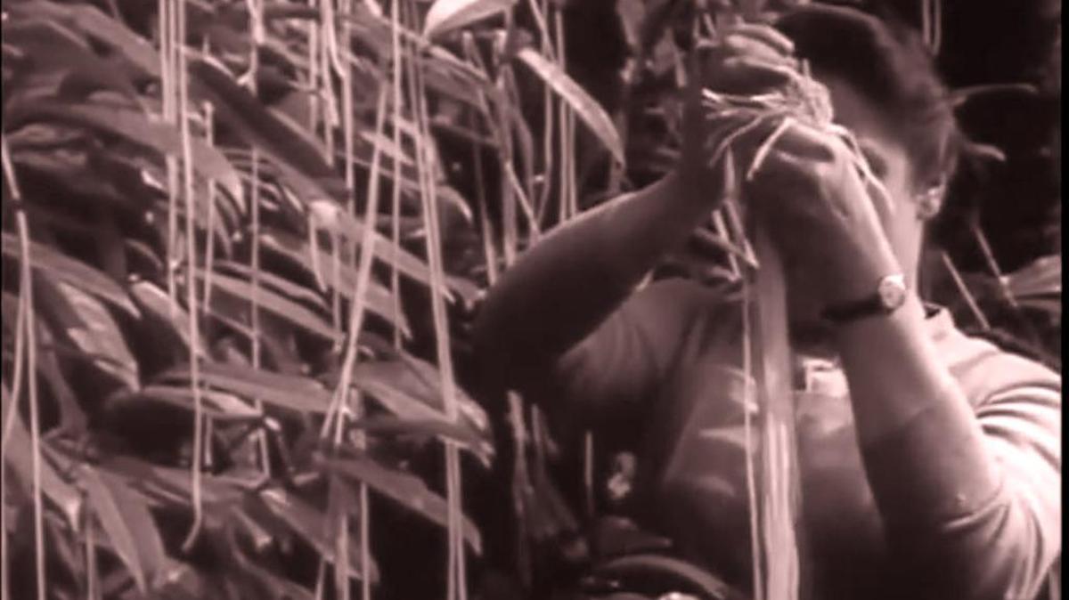 The normally staid and serious BBC fooled many a British TV viewer with its April 1, 1957 report about the “Spaghetti Tree” harvest in Switzerland.