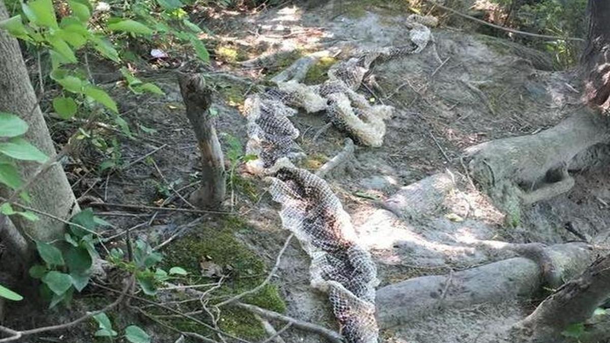 A possible shed snake skin found along the Presumpscot River in Westbrook, Maine, purportedly from a giant snake seen in the area over the summer, though snake experts have expressed doubts about the find.