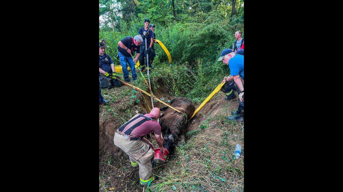 Rescue crews work together to save Jasmine the horse from a ditch.