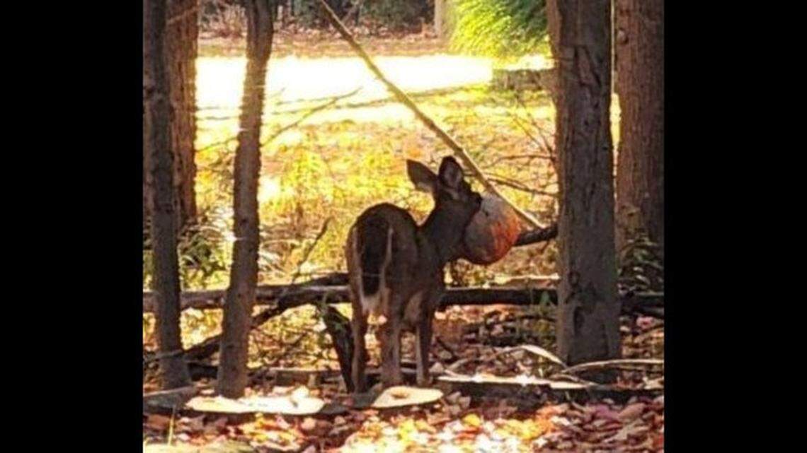 A deer is spotted in an Ohio neighborhood with pumpkin stuck on its head.