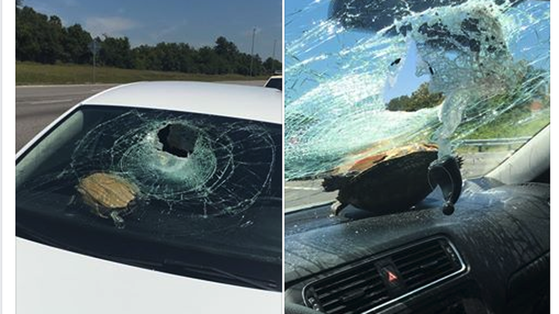 Nicole Bjanes posted these photos to Facebook after a turtle apparently crashed through her windshield.