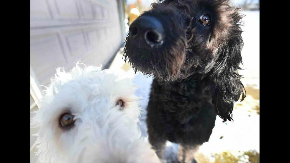These dogs begged to be let outside. They saved an 89-year-old from freezing to death