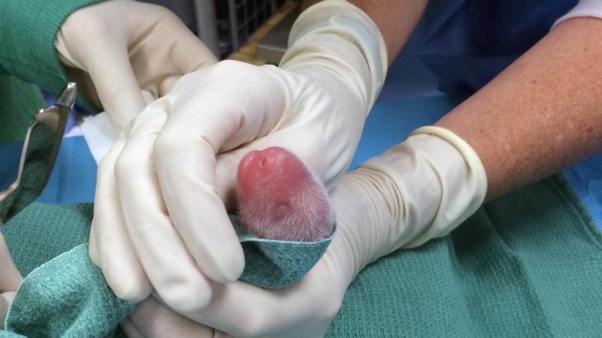
In this photo provided by the Smithsonian's National Zoo, one of the giant panda cubs is examined by veterinarians after being born at Smithsonian's National Zoo on Aug. 22, 2015, in Washington. 

