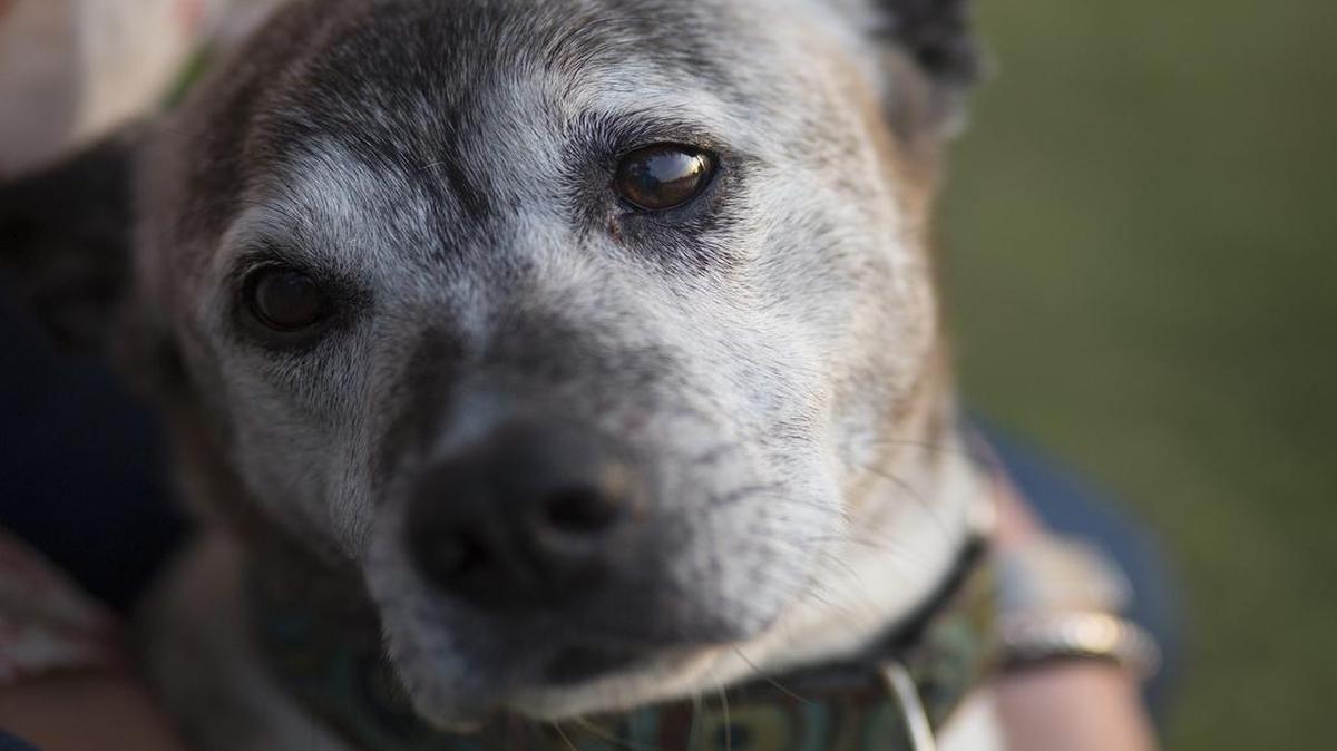 Yoda shows clear signs of canine cognitive dysfunction, the dog equivalent of dementia.