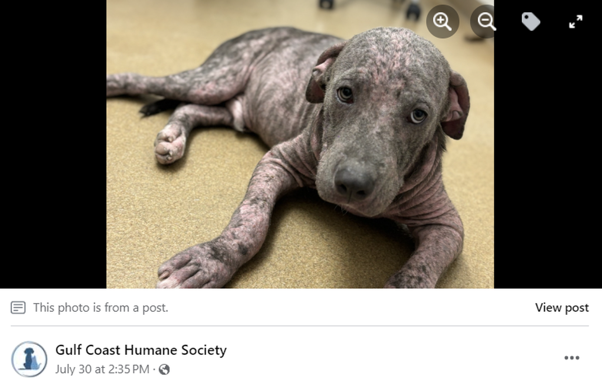 Three puppies were rescued in Texas after being found in unbearable conditions.