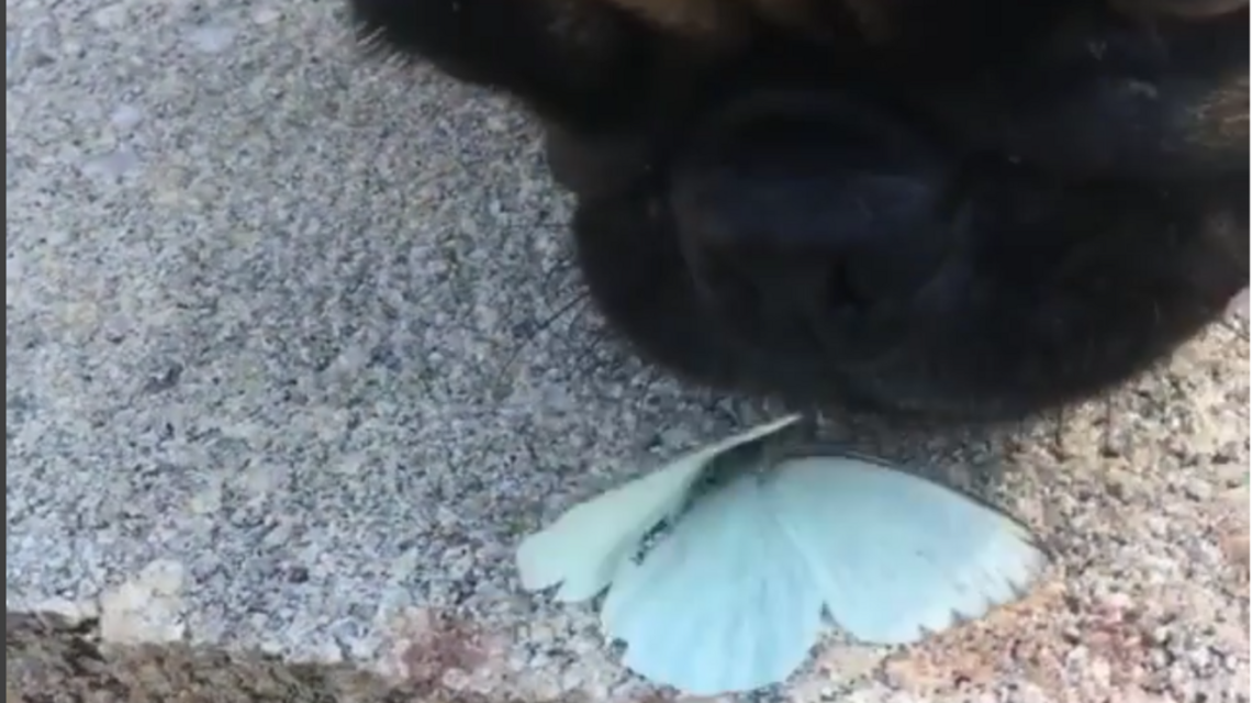 Dog vs. butterfly: Watch who wins