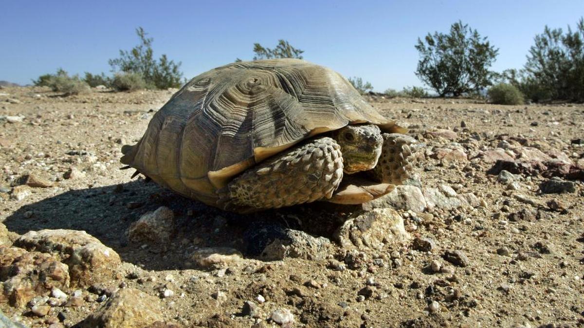 A desert tortoise sits in the middle of a road in California’s Mojave Desert.