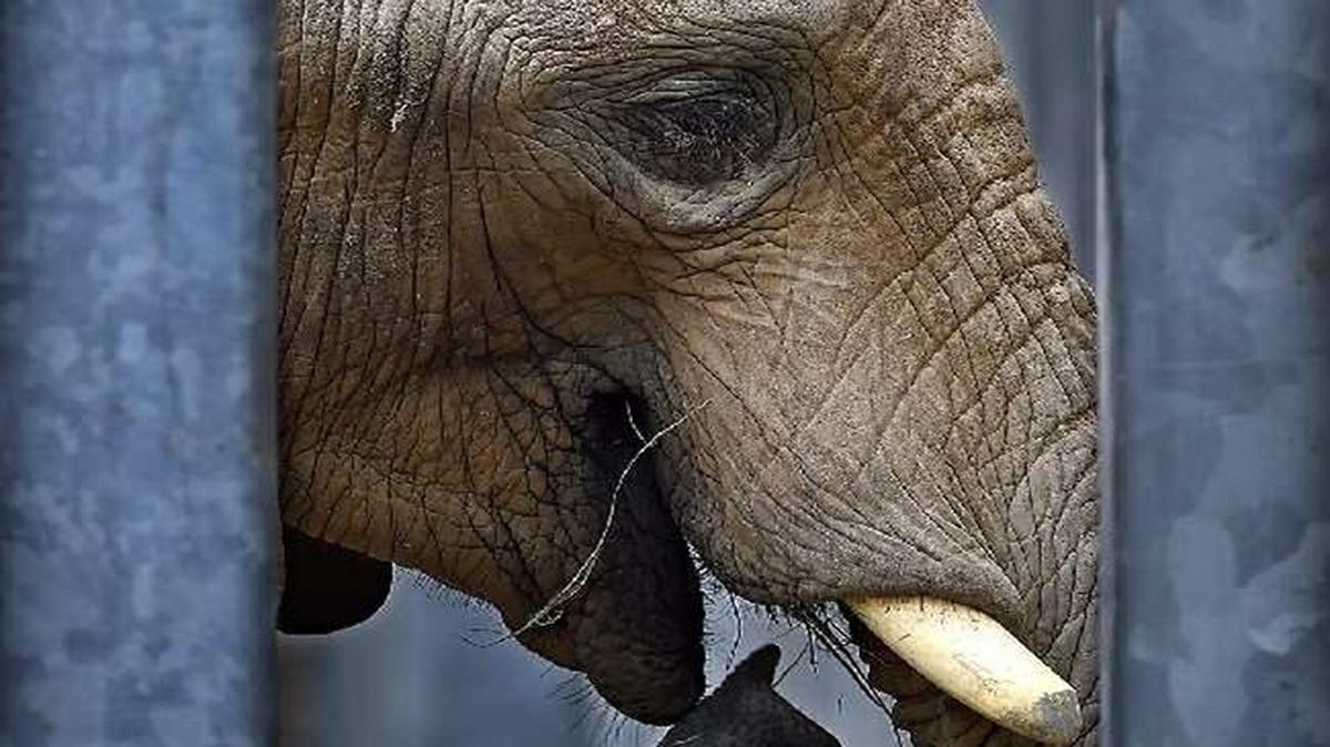 Tamani, the Kansas City Zoo’s male elephant, explored the elephant exhibit Thursday for the first time since arriving in October.