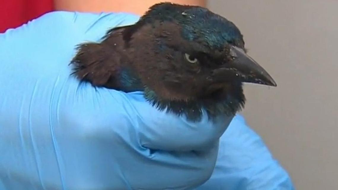 Officials in Boston say 47 grackles were found dead, and others dying, Thursday in the city’s Dorchester neighborhood.