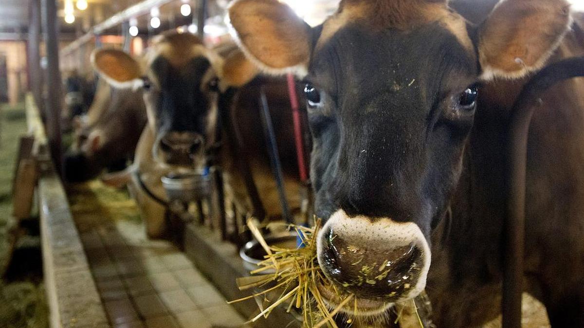 Dairy cattle stand lined up in a holding area during the second milking of the day at Young's Jersey Dairy Farm in Yellow Springs, Ohio, on Jan. 15, 2013.