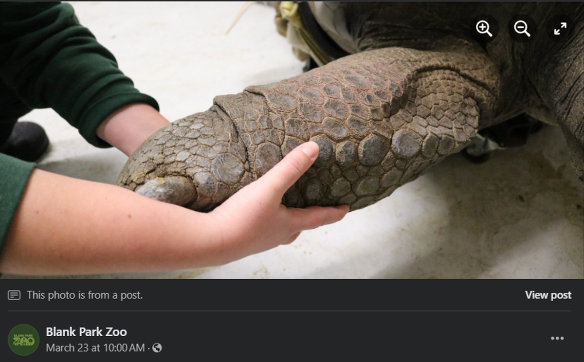 Barnaby the Aldabra tortoise.