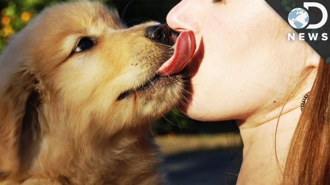 To lick or not to lick? That is the (tricky) question dog owners must decide.