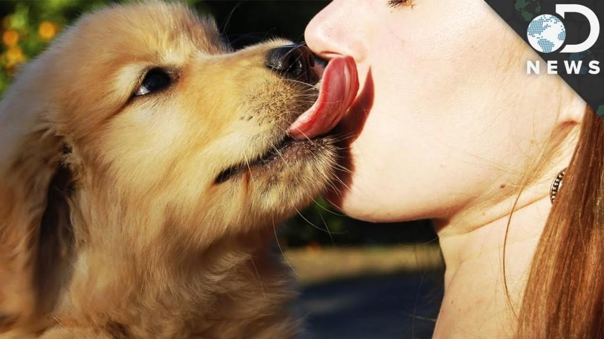 To lick or not to lick? That is the (tricky) question dog owners must decide.