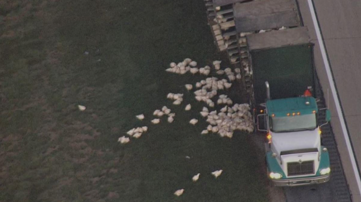 An aerial shot of the scene captured by NBC Philadelphia showed several of the birds clustered by the side of the road, pecking at the grass.
