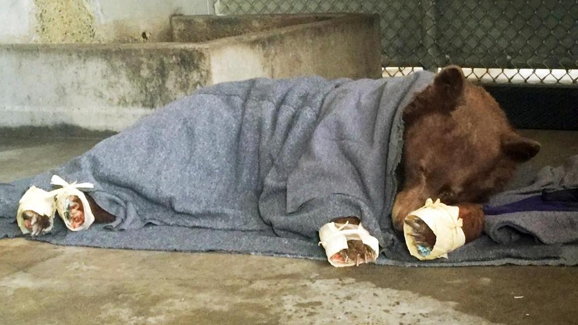 A bear injured in a wildfire rests with its badly burned paws wrapped in fish skin - tilapia - and covered in corn husks during treatment in January, 2018, at the University of California, Davis Veterinary Medical Teaching Hospital in Davis, Calif.