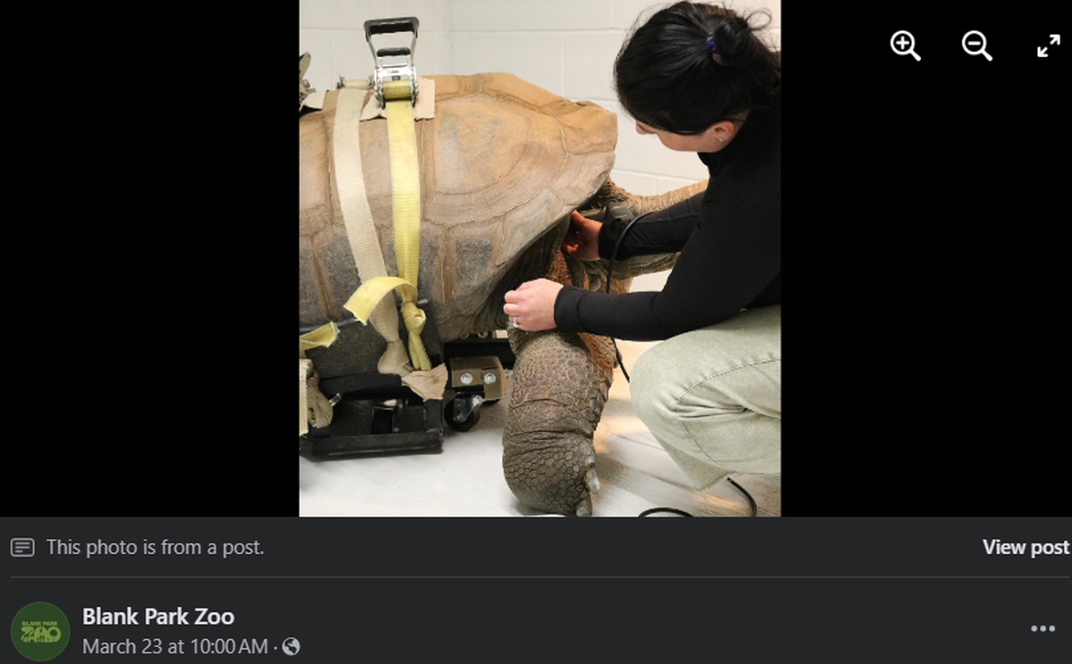 Barnaby the Aldabra tortoise.