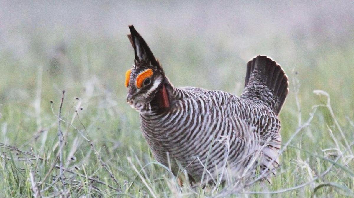 
The lesser prairie chicken population appears to be on the rebound one year after the U.S. Department of Fish and Wildlife placed the bird in threatened status.

