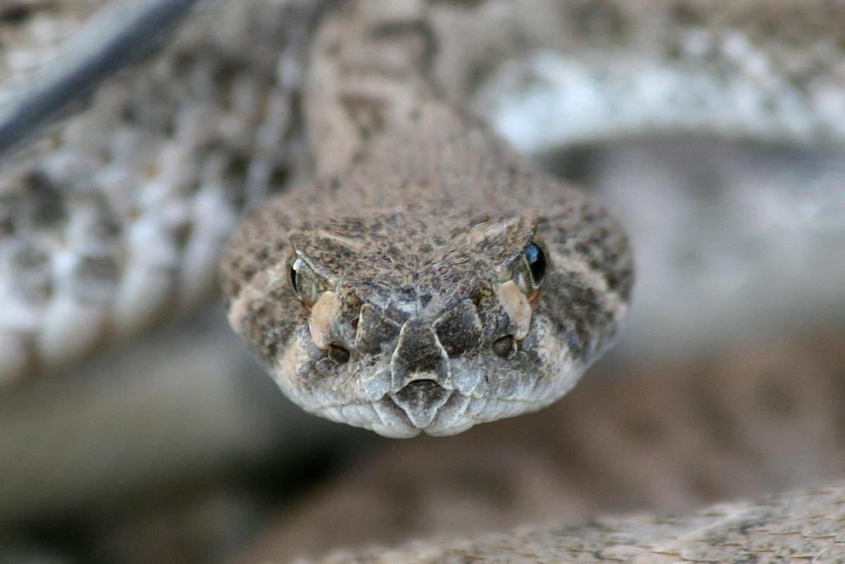 Una vagoneta que transportaba 30 serpientes, incluidas serpientes de cascabel y boca de algodón, se estrelló en una carretera interestatal de Texas. Al parecer, la vagoneta procedía de New Braunfels Snake Farm, en New Braunfels, Texas. Algunas de las serpientes siguen desaparecidas.