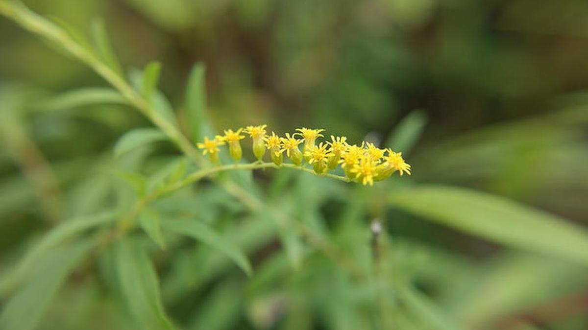 The riverbank goldenrod, pictured in Virginia. “As soon as I walked up, I said, ‘There it is.’ ” said Wes Knapp of his rediscovery of the plant in Maryland. Photo from Maryland Department of Natural Resources