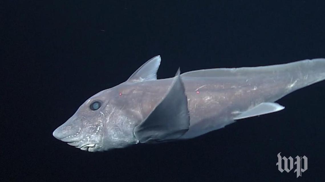 The chimaera – or “ghost shark” – is a rarely seen creature that dwells in the depths of the ocean. Its bizarre appearance has also led to other nicknames, such as ratfish, rabbitfish and spookfish.