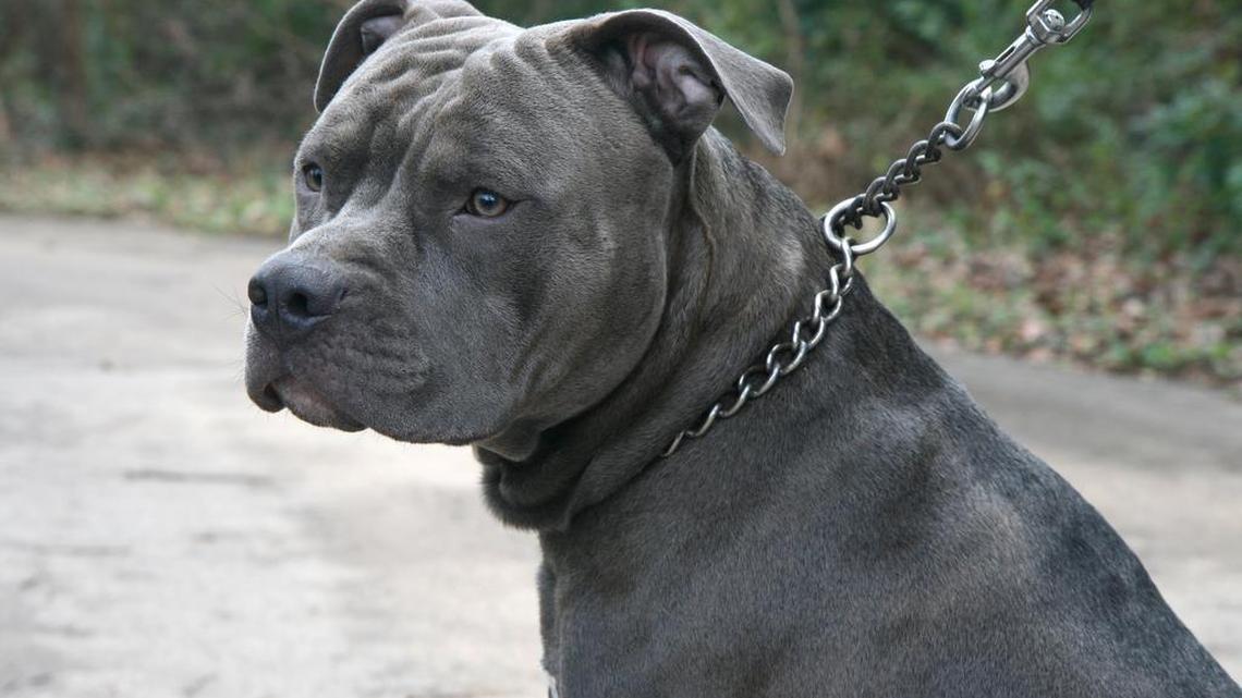 A bull terrier. Mario Perivoitos’s Staffordshire Bull Terrier, Major, crushed his larynx and killed him, police say.