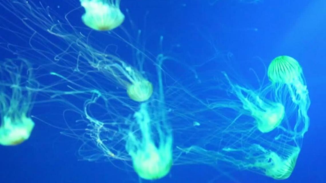 Stung by a jellyfish and need to know what to do? Tips on how treat stings