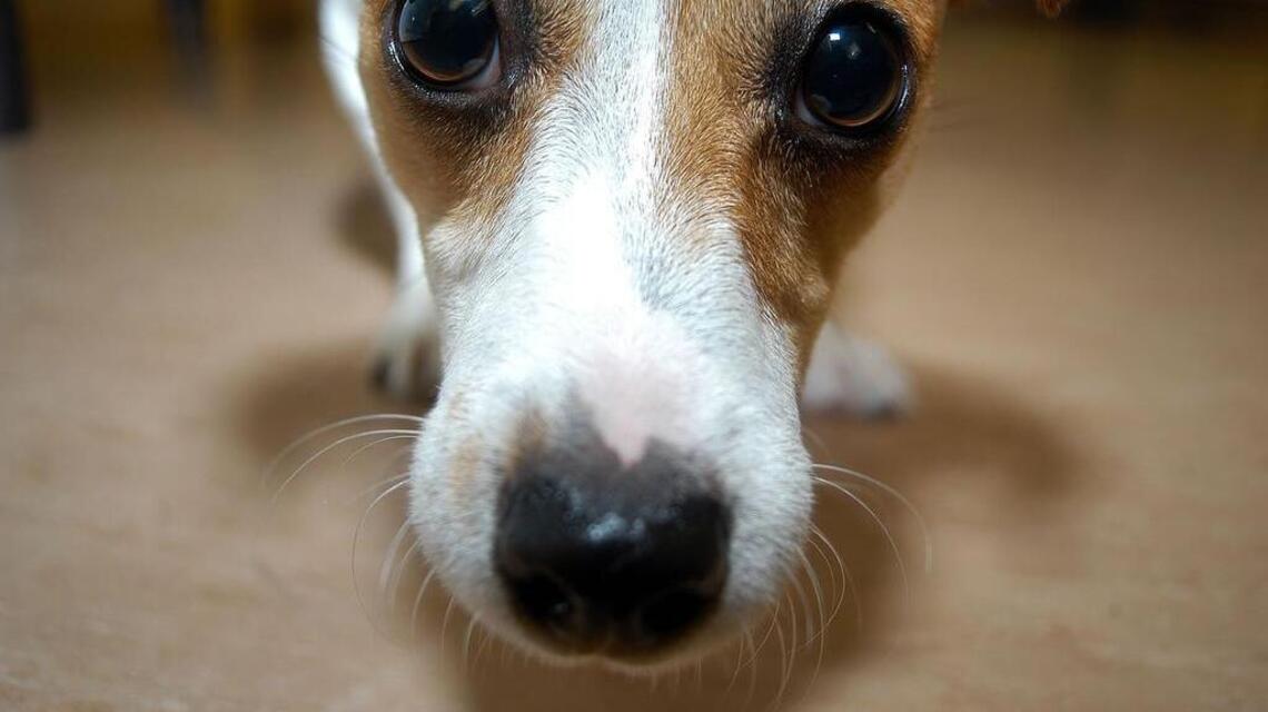 Having a family pet helps your children — even before they’re born