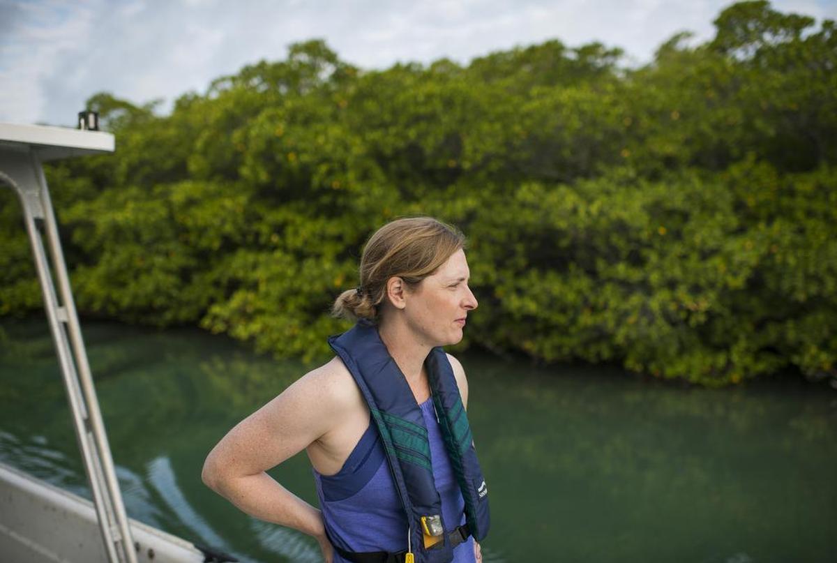 Andrea Dutton, a University of Florida climate scientist, sets out by boat through the mangroves from Lower Matecumbe Key toward Lignumvitae Key Botanical State Park in the Florida Keys, March 18, 2016. In a paper published online Aug. 9, 2017, University of Florida researchers calculated that from 2011 to 2015, the sea level along the American coastline south of Cape Hatteras rose six times faster than the long-term rate of global increase.