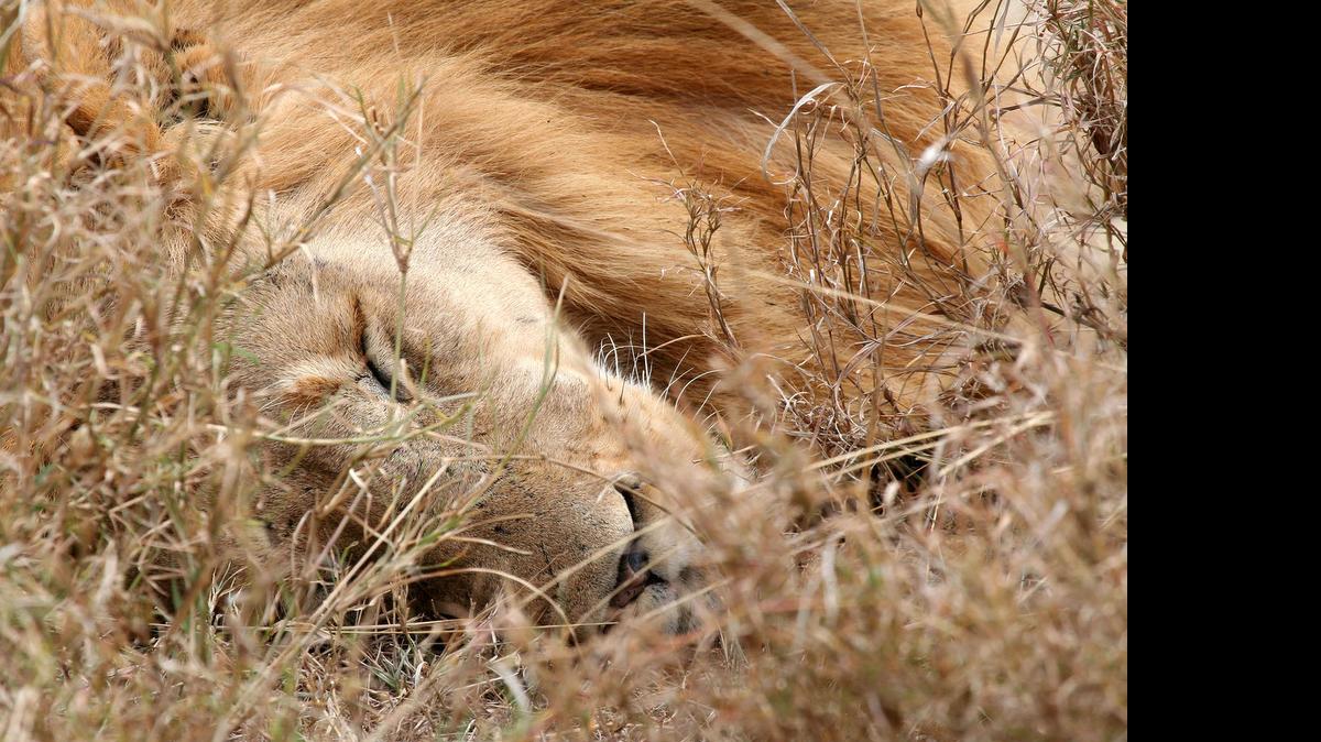 
A lion sleeps in the Serengeti National Park in Tanzania, in this 2006 photo. Adult lions, who spend the majority of the day sleeping, are not particularly afraid of humans, making it relatively easy to get close to one.
