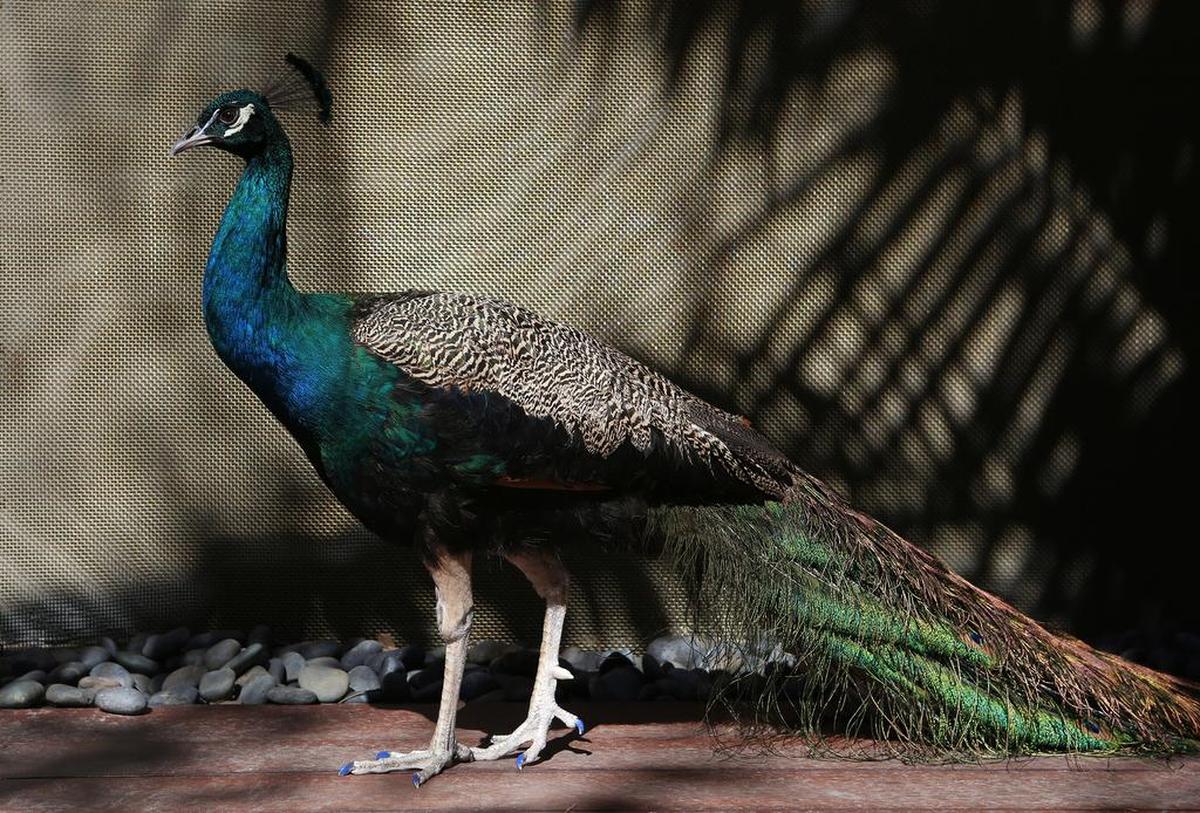 Dexter takes in the sunshine in the front yard of a home in Venice, Calif.