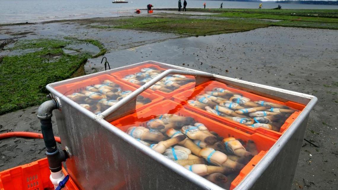 Geoduck clams are kept fresh in seawater after being harvested near Harstine Island, Wash., in Puget Sound in this March 23, 2015, file photo. Washington state officials, environmental advocates and others are warning of dire environmental and economic consequences if President Donald Trump's cuts to Puget Sound and other environmental programs go through as proposed in his first budget.
