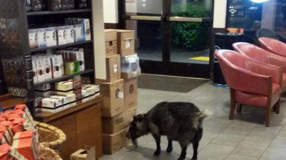 A goat explores a Starbucks on Sunday, April 10, 2016, in this photo provided by the Rohnert Park, Calif., Department of Public Safety.