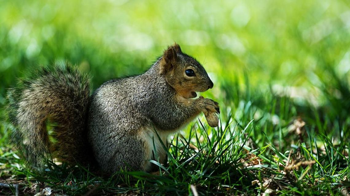 Were squirrels attacking people in this part of Pierce County last week?