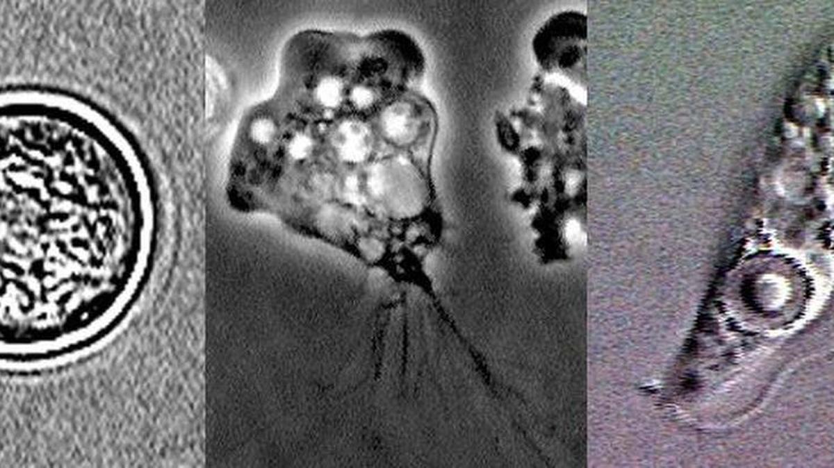 Lifecycle stages of naegleria fowleri