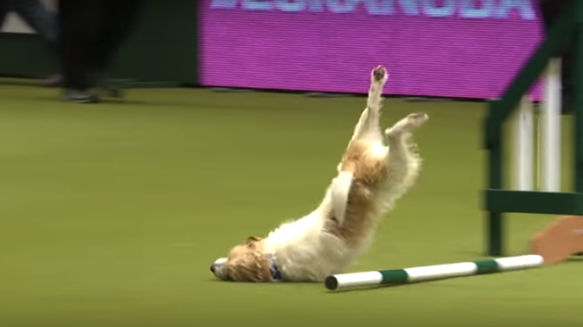 Jack Russell terrier wins fans everywhere with his awful run at dog show
